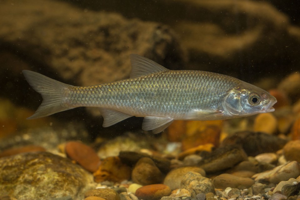 Hasel Landesfischereiverband Bayern
