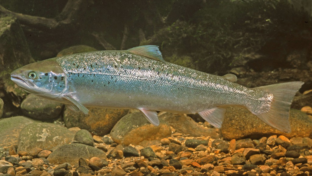Lachs Landesfischereiverband Bayern