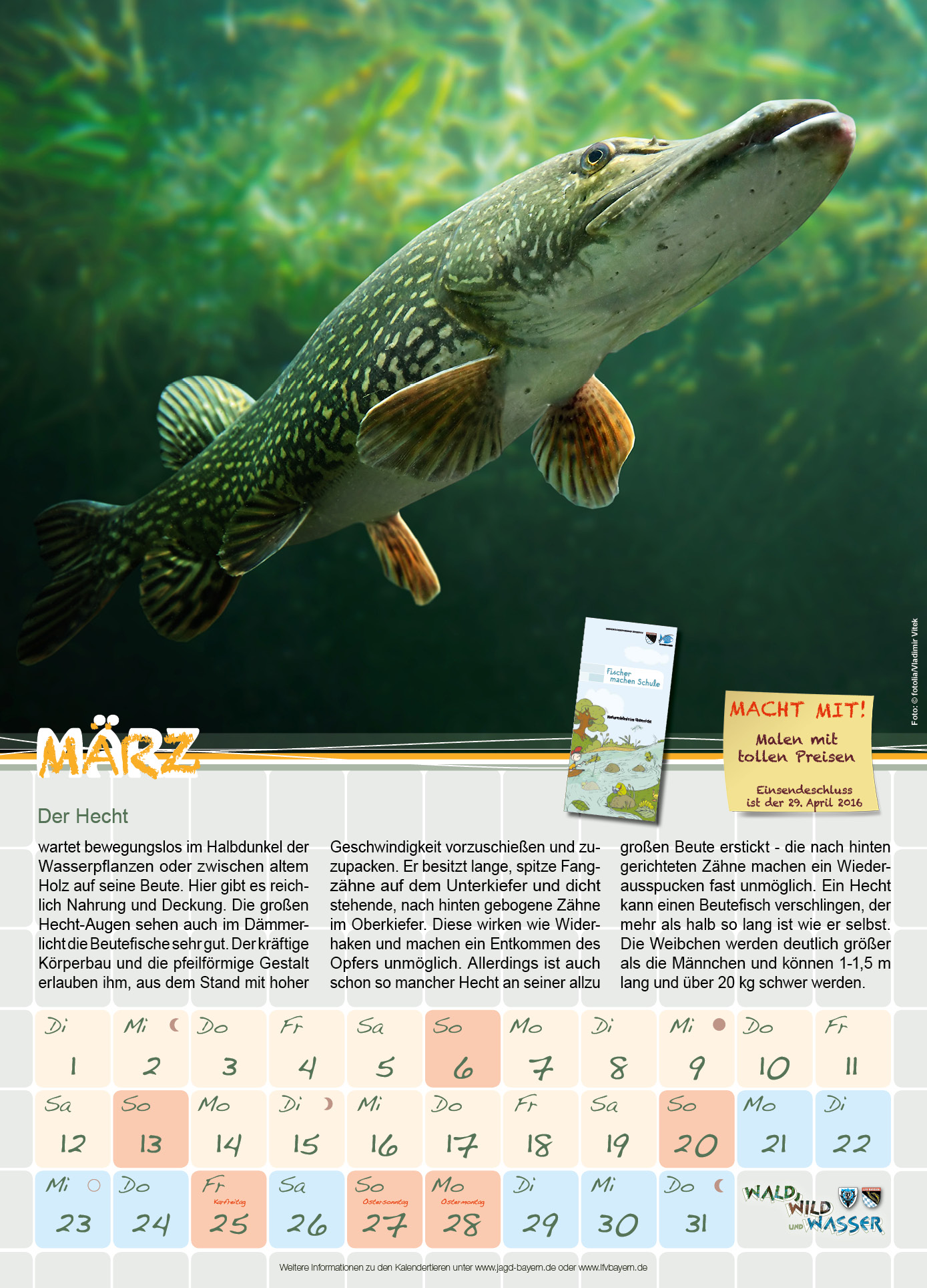 März: Der Hecht - Landesfischereiverband Bayern