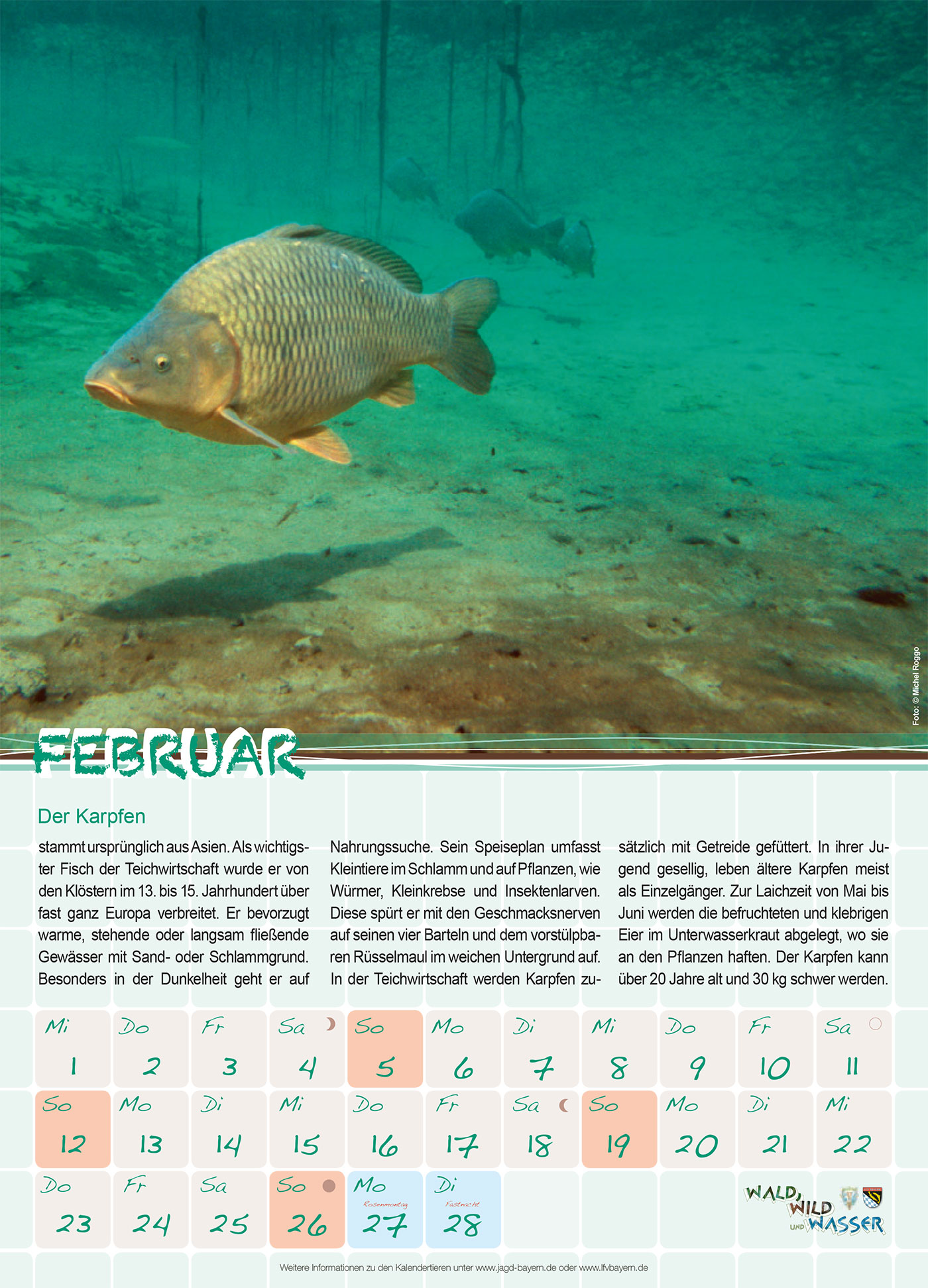 Februar: Der Karpfen - Landesfischereiverband Bayern