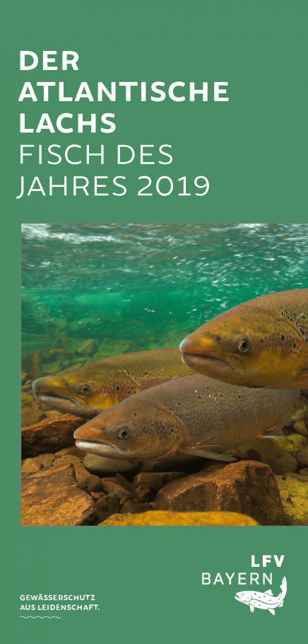 Fisch Des Jahres 2019: Der Atlantische Lachs - Landesfischereiverband ...