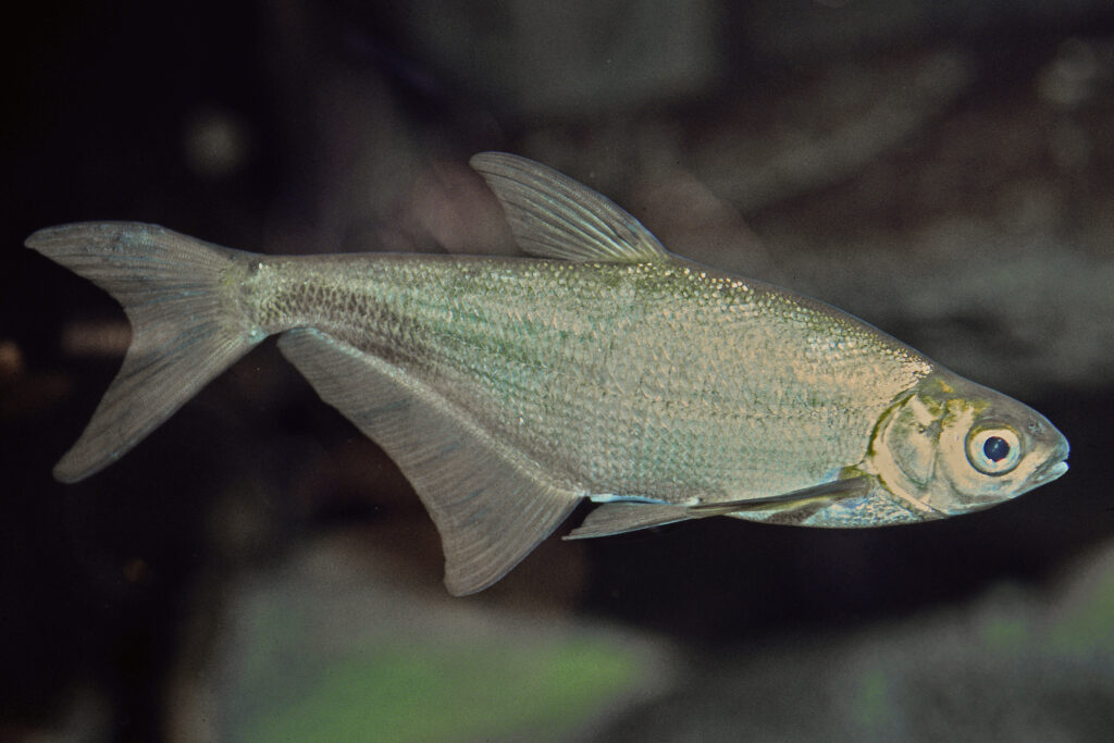 Zope Landesfischereiverband Bayern